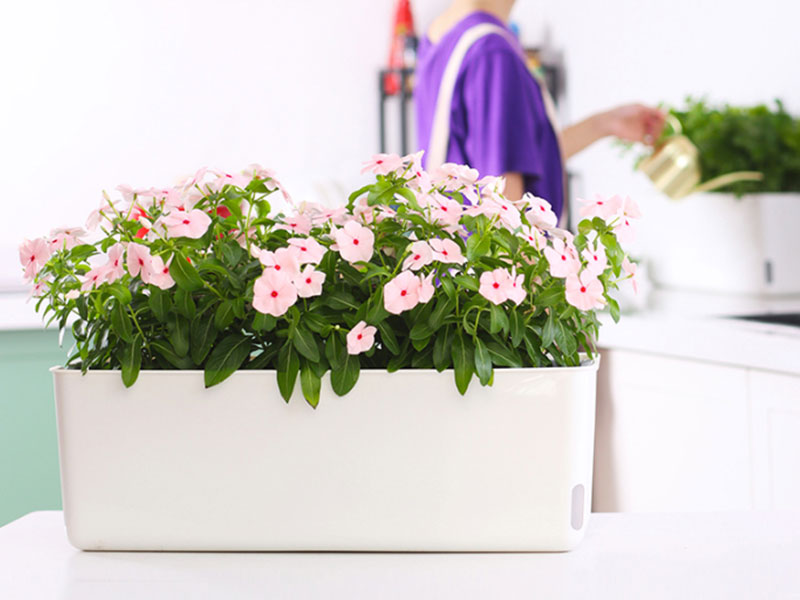 Warum Tun Menschen Wachsen Blumen in Garten Kunststoff Blume Container?